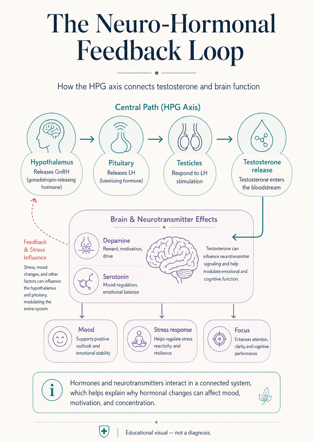 neuro-hormonal feedback loop