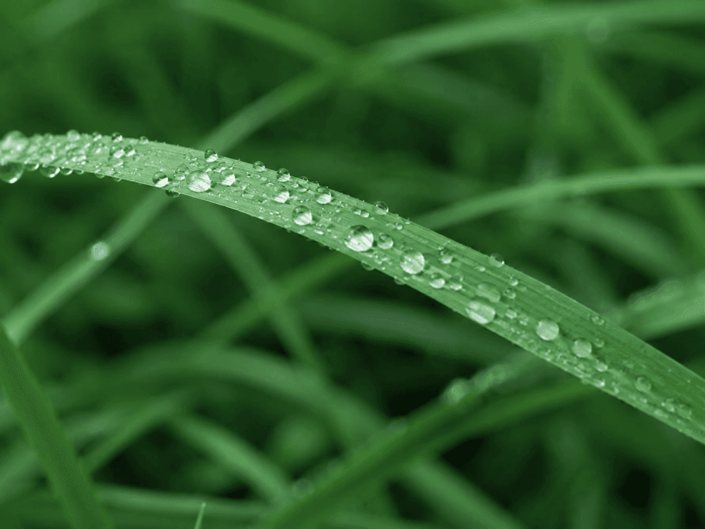 Dew drops on a blade of grass