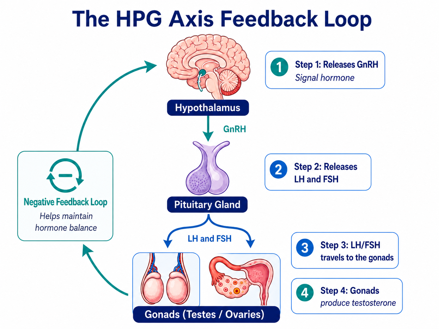 Hpg axis feedback loop
