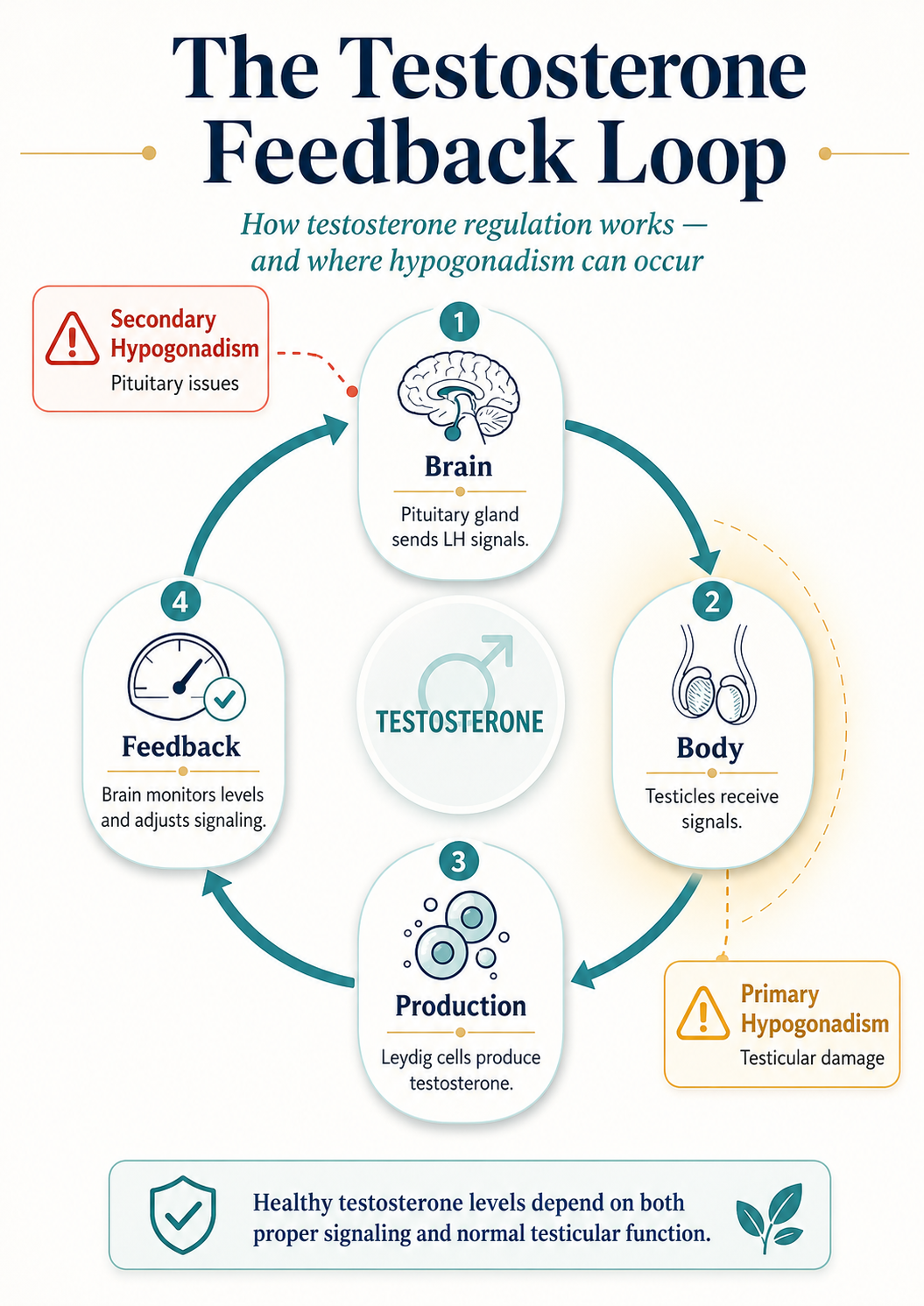 testosterone feedback loop