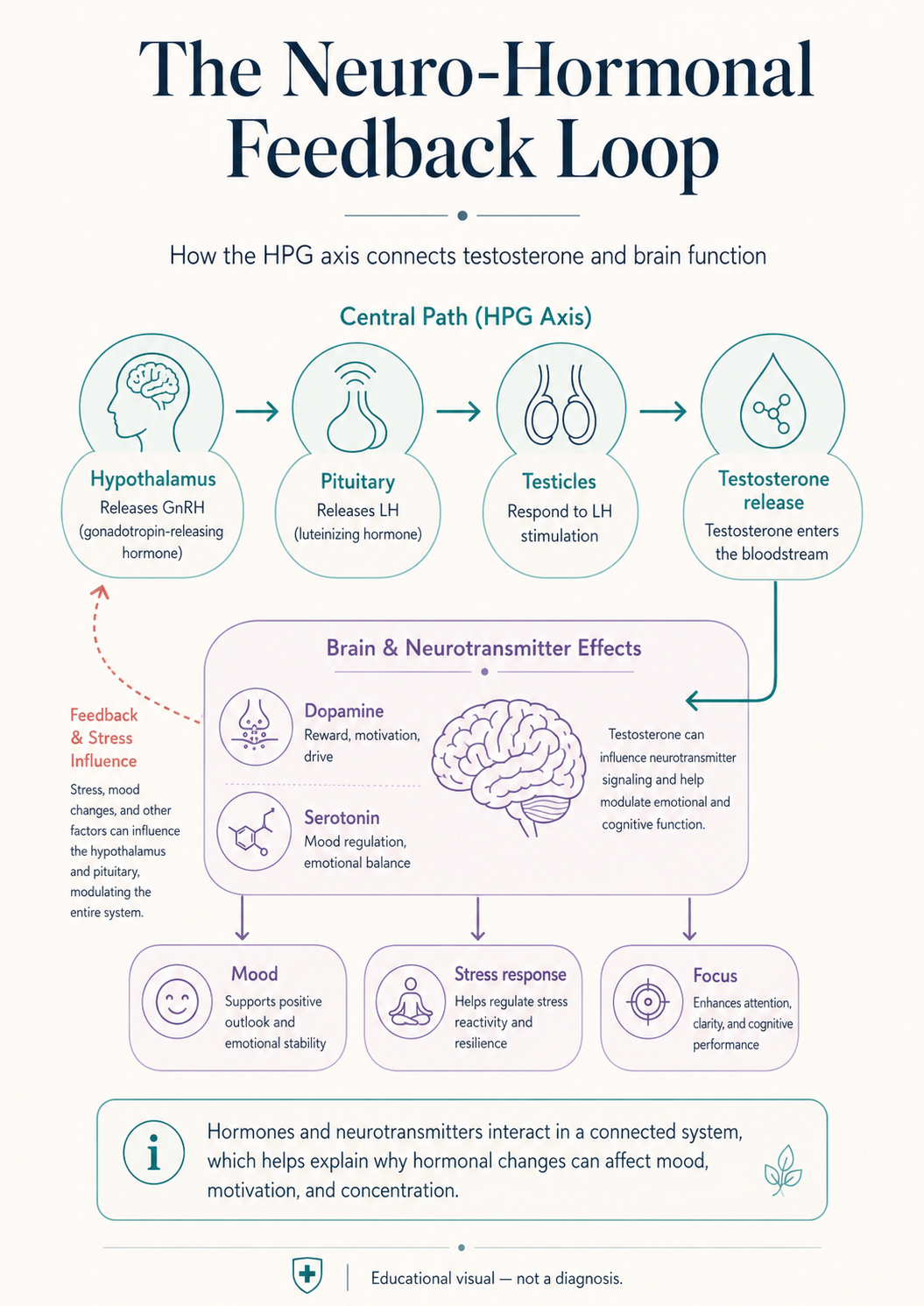 neuro-hormonal feedback loop