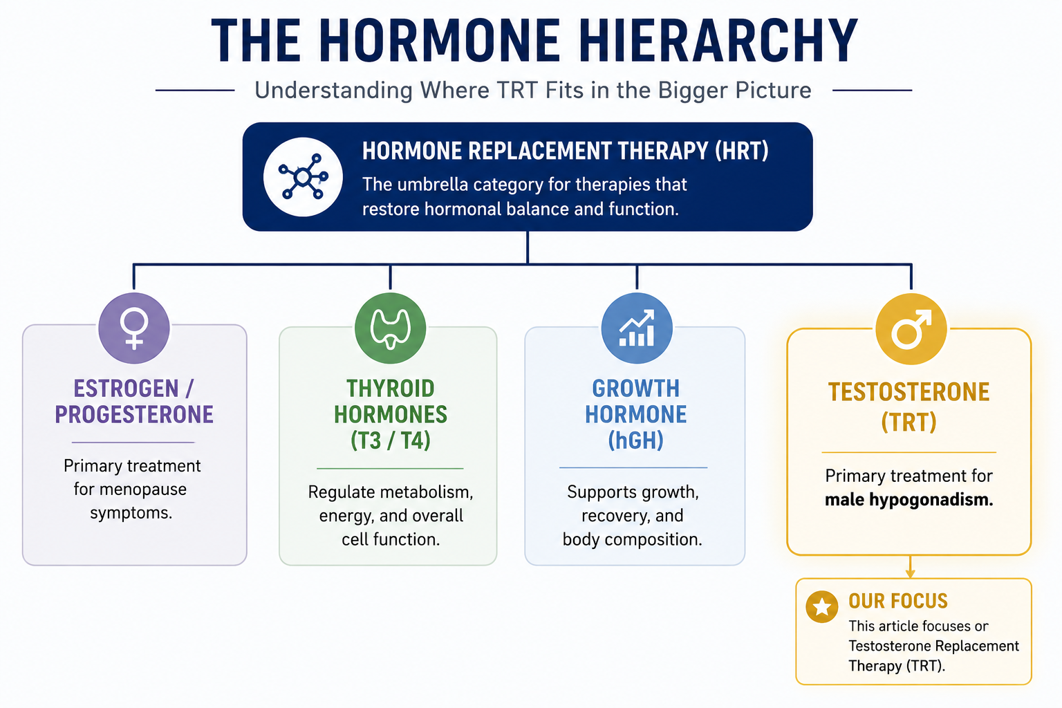 the hormone hierarchy