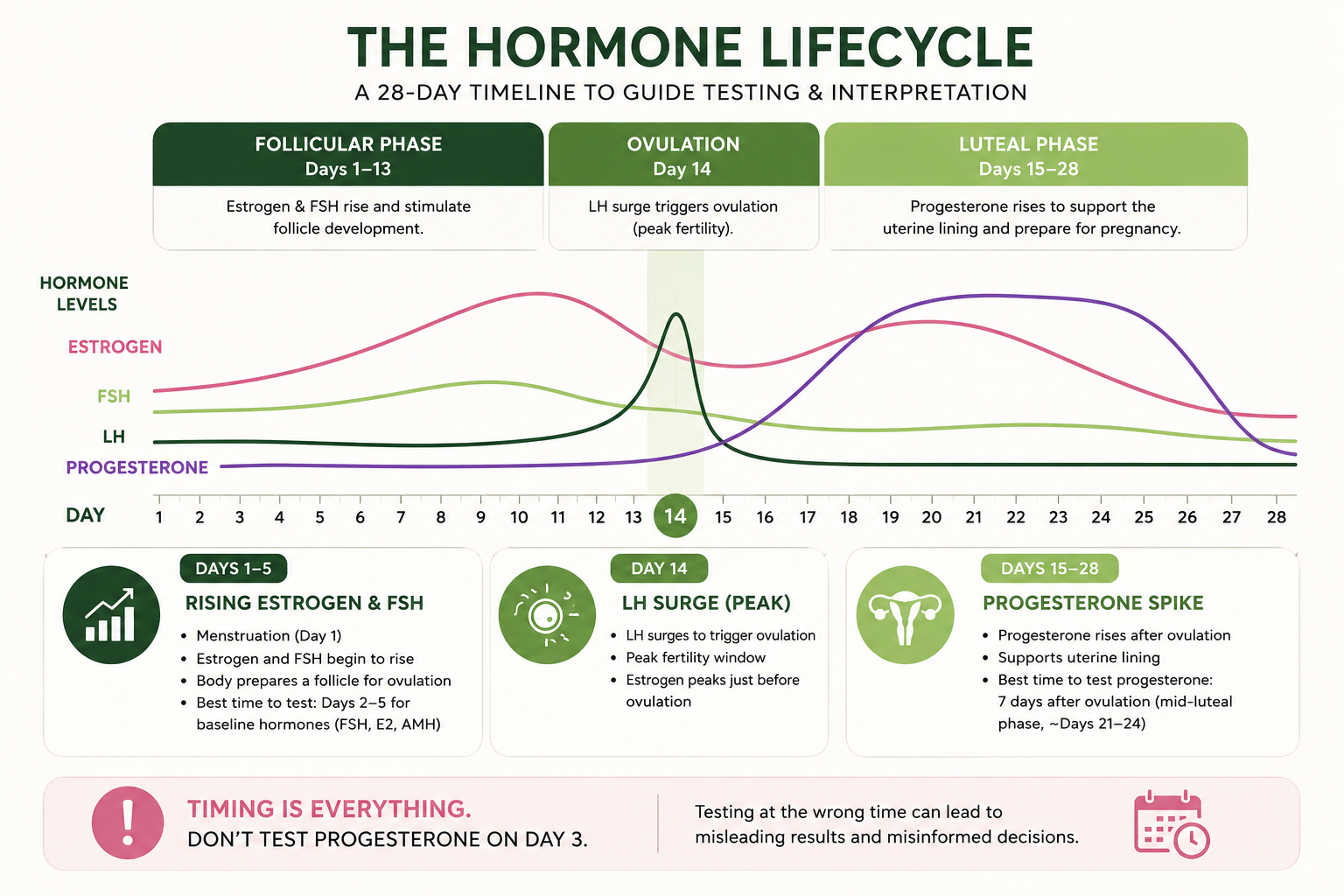 Hormone Lifecycle