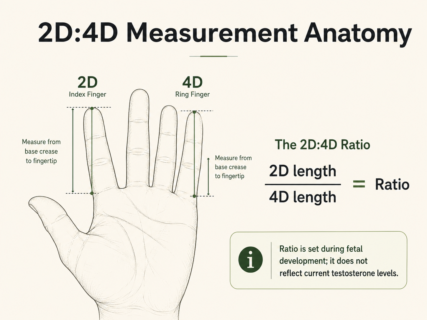 2D:4D Measurement Anatomy