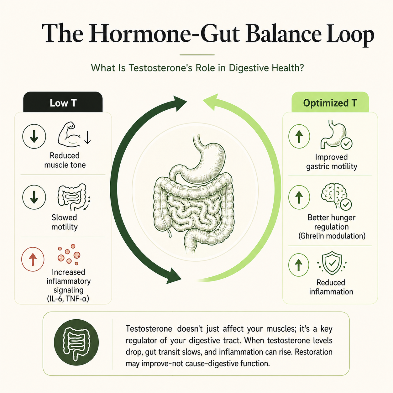 Hormone-Gut Balance Loop