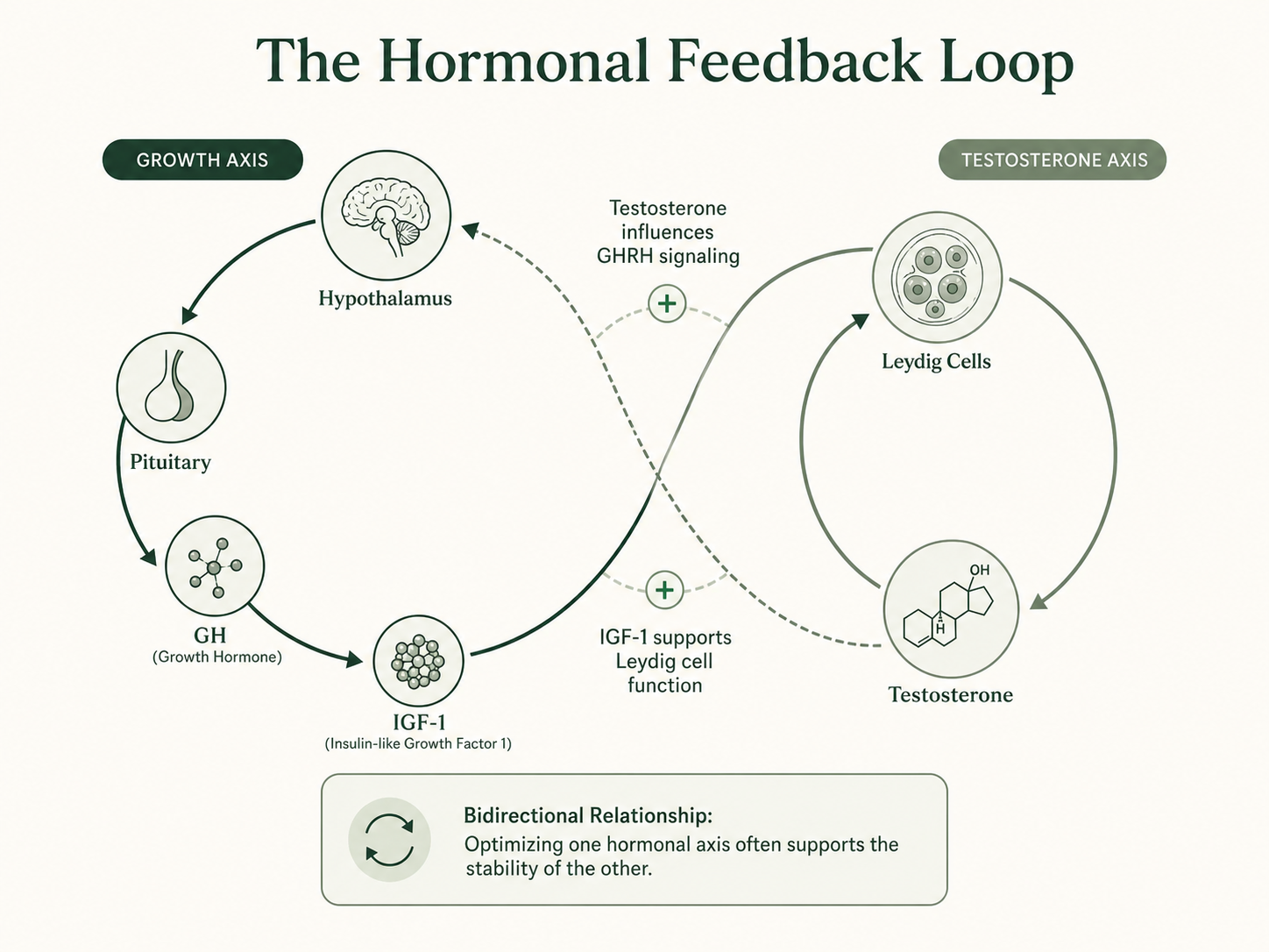 Hormonal Feedback Loop