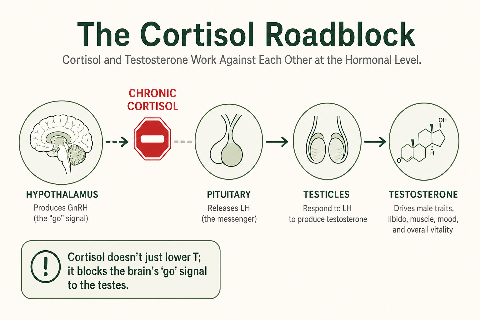 Cortisol Roadblock (Mechanistic Insight)
